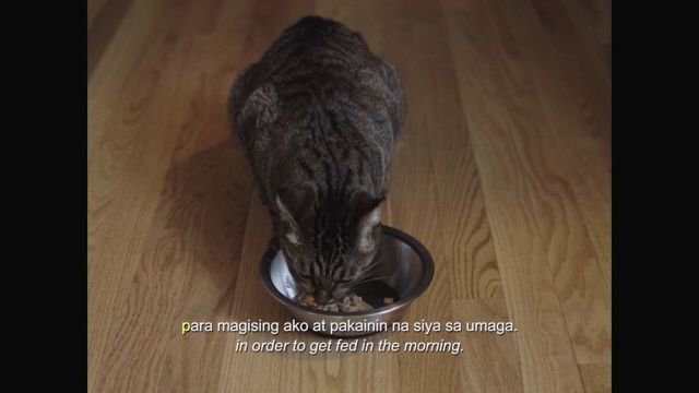 Video Reference: Cat, Felidae, Carnivore, Rodent, Wood, Small to medium-sized cats, Whiskers, Flooring, Fawn, Floor