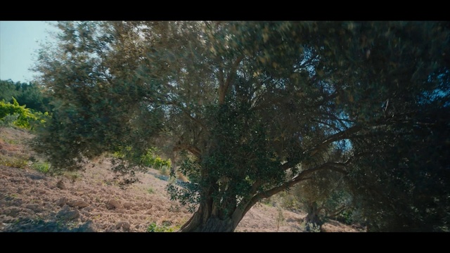 Video Reference: Plant, Twig, Natural landscape, Trunk, Tree, Wood, Tints and shades, Landscape, Grass, Forest