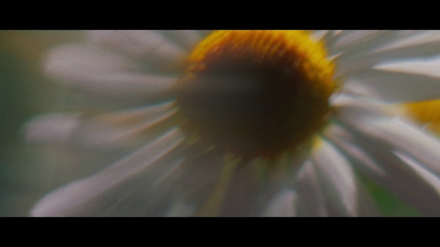 Video Reference: Flower, Plant, Petal, Flowering plant, Annual plant, Art, Macro photography, Sky, Daisy family, Pollen