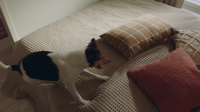 Video Reference: Dog, Comfort, Carnivore, Mammal, Fawn, Dog breed, Wood, Flooring, Companion dog, Hardwood