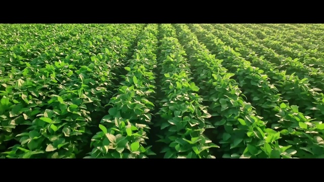 Video Reference: Plant, Terrestrial plant, Leaf vegetable, Natural landscape, Grass, Groundcover, Agriculture, Evergreen, Landscape, Tobacco