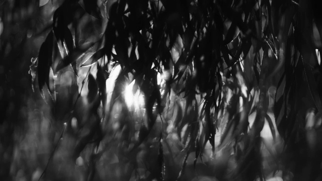 Video Reference: Plant, Water, Twig, Sky, Tree, Wood, Forest, Font, Darkness, Grass