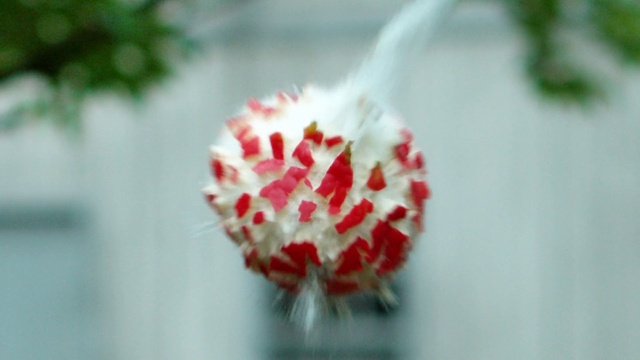 Video Reference: Flower, Petal, Plant, Flowering plant, Twig, Blossom, Terrestrial plant, Pollen, Macro photography, Sweetness