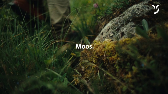 Video Reference: Plant, Terrestrial plant, Natural landscape, Grass, Groundcover, Landscape, Shrub, Grassland, Flowering plant, Herbaceous plant