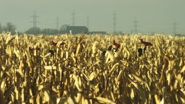 Video Reference: Plant, Sky, People in nature, Grass, Agriculture, Grass family, Event, Flowering plant, Field, Plantation