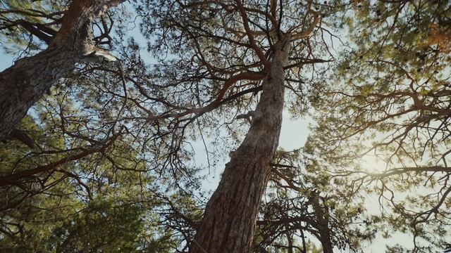 Video Reference: Sky, Wood, Tree, Natural landscape, Twig, Trunk, Deciduous, Terrestrial plant, Tints and shades, Forest