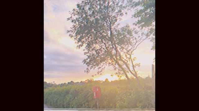 Video Reference: Sky, Plant, Ecoregion, Cloud, Natural landscape, Branch, Wood, Tree, Twig, Sunrise