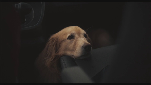 Video Reference: Dog, Dog breed, Carnivore, Companion dog, Whiskers, Tints and shades, Darkness, Canidae, Sporting Group, Fur