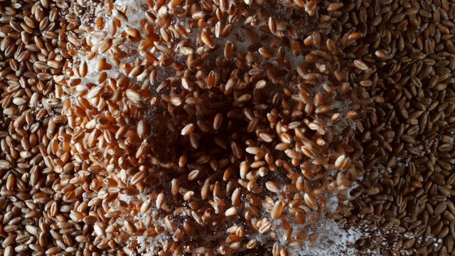 Video Reference: Plant, Cuisine, Wood, Seed, Natural material, Close-up, Flowering plant, Pattern, Nuts & seeds, Wildlife