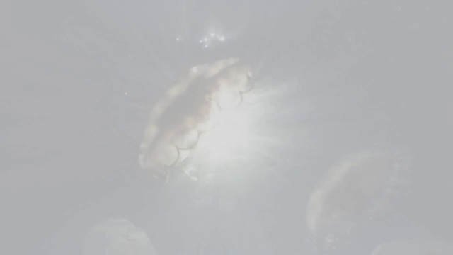 Video Reference: Liquid, Transparent material, Invertebrate, Event, Marine invertebrates, Macro photography, Science, Cnidaria