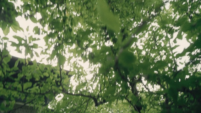 Video Reference: Twig, People in nature, Terrestrial plant, Organism, Natural landscape, Trunk, Deciduous, Grass, Tree, Tints and shades