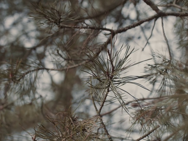 Video Reference: Plant, Twig, Wood, Natural landscape, Grass, Evergreen, Tree, Tints and shades, Freezing, Conifer