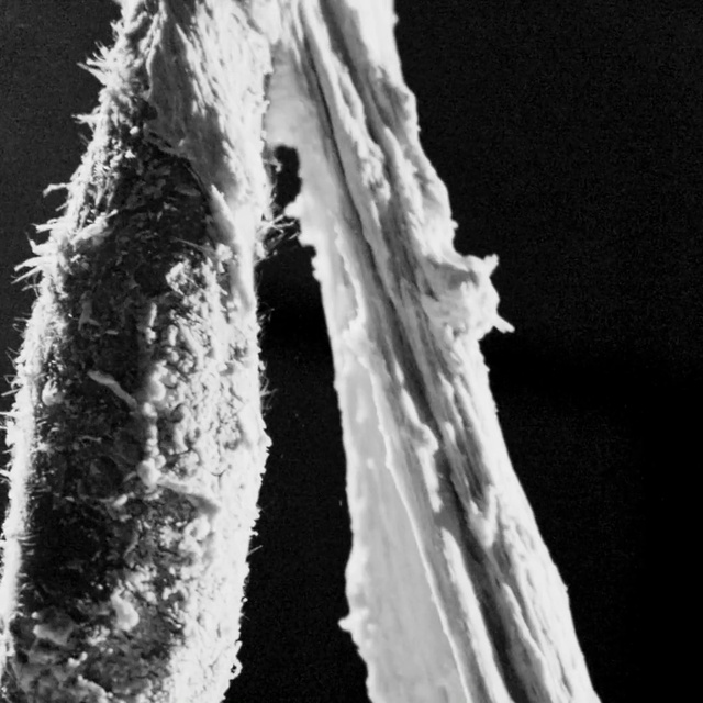 Video Reference: Water, World, Freezing, Wood, Formation, Font, Trunk, Monochrome photography, Sky, Monochrome