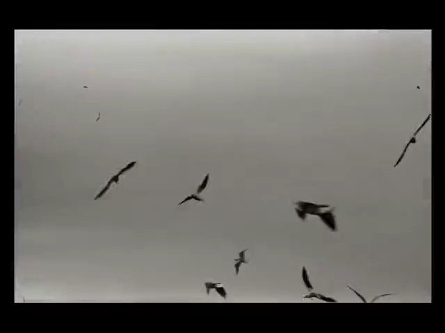 Video Reference: birds, flying, sky, silhouette, wildlife, migration, flight, outdoors, gray, skyline, avian, nature