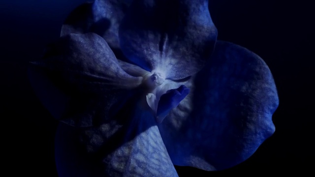 Video Reference: Flower, Plant, Purple, Petal, Violet, Terrestrial plant, Electric blue, Flowering plant, Darkness, Macro photography