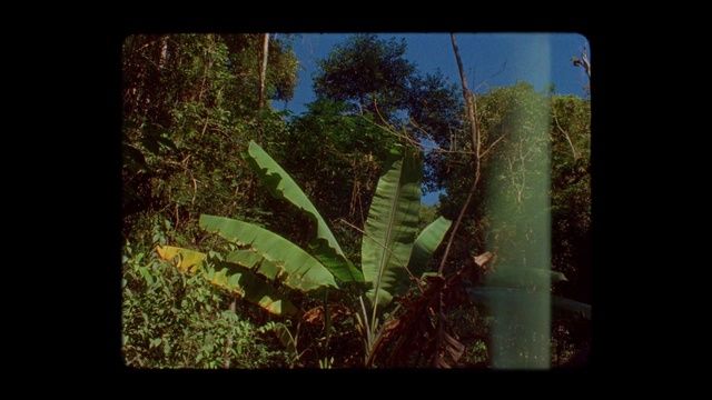 Video Reference: Plant, Terrestrial plant, Wood, Rectangle, Natural landscape, Trunk, Tree, Sky, Tints and shades, Twig