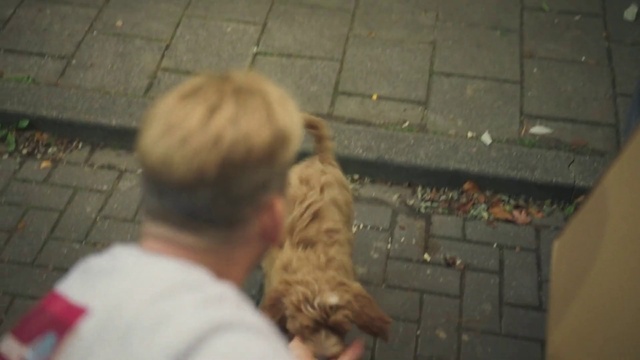 Video Reference: Flooring, Wood, Companion dog, Event, Fur, Fun, Road surface, Sitting, Street, Sidewalk