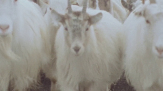 Video Reference: Eye, Goat, Terrestrial animal, Goat-antelope, Horn, Goats, Livestock, Fur, Mountain goat, Event