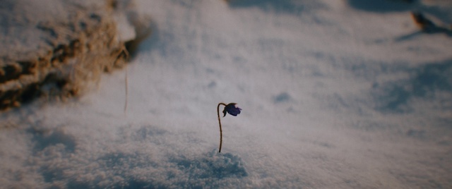 Video Reference: Cloud, Sky, Snow, Twig, Freezing, Wood, Landscape, Beak, Electric blue, Natural landscape