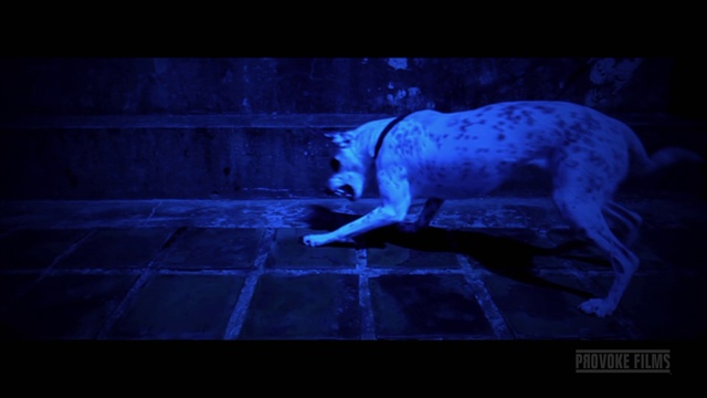Video Reference: Dog, Dog breed, Felidae, Carnivore, Purple, Fawn, Sky, Tints and shades, Tail, Electric blue