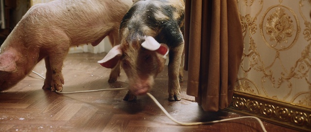 Video Reference: Working animal, Wood, Floor, Fawn, Flooring, Animal feed, Pet supply, Snout, Livestock, Dog breed