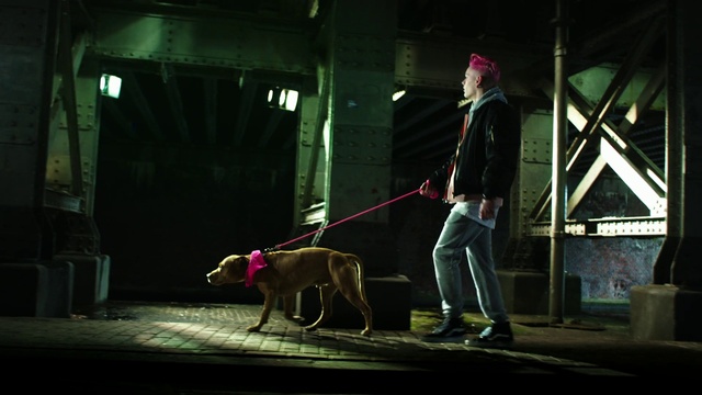 Video Reference: Dog, Dog breed, Carnivore, Pet supply, Electricity, Companion dog, Leash, Midnight, Event, Darkness