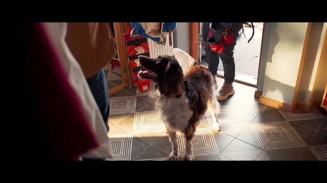 Video Reference: Dog, Working animal, Carnivore, Companion dog, Wheel, Dog breed, Pack animal, Borzoi, Event, Leash