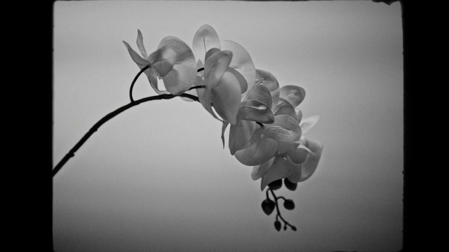 Video Reference: Flower, Plant, Petal, Twig, Organism, Black-and-white, Style, Art, Tints and shades, Font