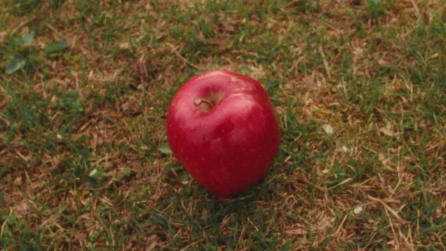 Video Reference: Food, Plant, Fruit, Mcintosh, Apple, Natural foods, Grass, Staple food, Produce, Superfood