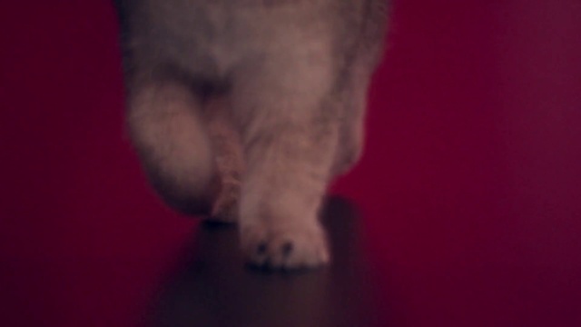 Video Reference: Cat, Felidae, Carnivore, Gesture, Small to medium-sized cats, Whiskers, Dog breed, Snout, Human leg, Foot