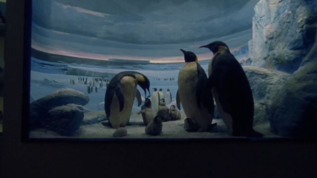 Video Reference: Penguin, Bird, King penguin, adÃ©lie penguin, Emperor penguin, Vertebrate, World, Natural environment, Organism, Mammal