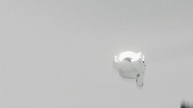 Video Reference: Bird, Cloud, Gesture, Beak, Sky, Gull, Seabird, Art, Feather, Font