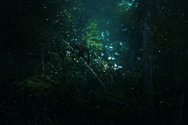 Video Reference: Water, Plant, Sky, Terrestrial plant, Astronomical object, Liquid, Underwater, Tree, Electric blue, Science