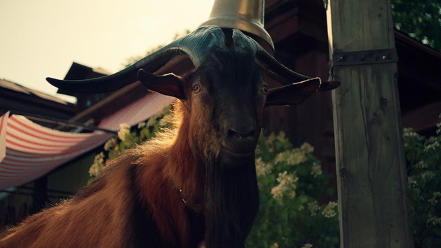 Video Reference: Goat, Plant, Natural material, Horn, Working animal, Fawn, Terrestrial animal, Goat-antelope, Snout, Livestock