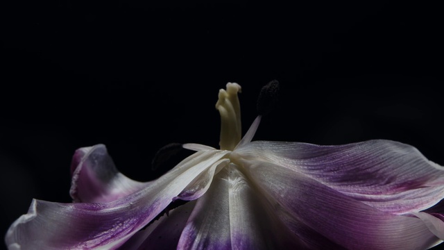 Video Reference: Flower, Purple, Petal, Flash photography, Terrestrial plant, Violet, Herbaceous plant, Flowering plant, Macro photography, Darkness