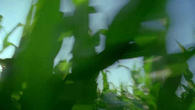 Video Reference: Plant, Leaf, Terrestrial plant, Water, Grass, Tints and shades, Flowering plant, Tree, Macro photography, People in nature