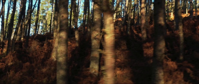 Video Reference: Brown, Wood, Natural landscape, Terrestrial plant, Trunk, Twig, Sky, Tree, Grass, Deciduous