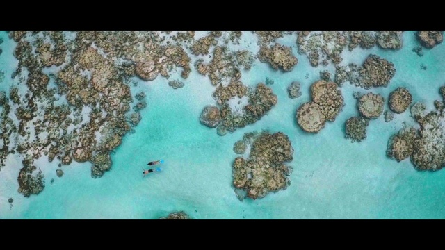 Video Reference: Water, Azure, Organism, Coastal and oceanic landforms, Underwater, Aqua, Coral, Marine biology, Reef, Coral reef