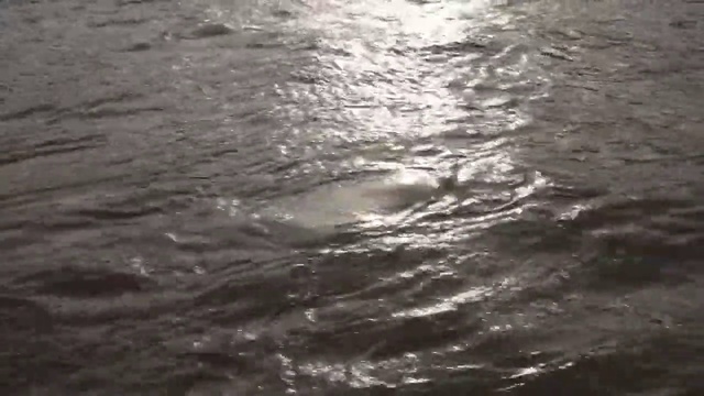 Video Reference: Water, Liquid, Fluid, Lake, Wood, Sky, Astronomical object, Horizon, Wind wave, Pattern