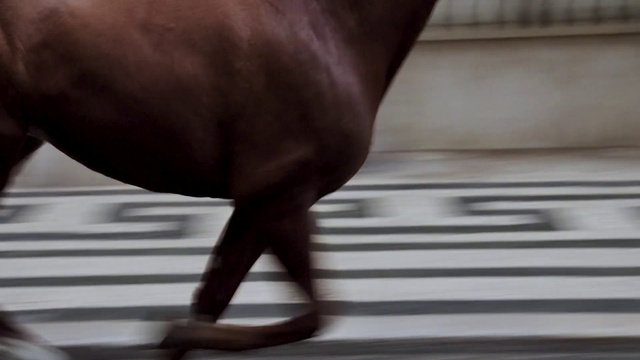 Video Reference: Wood, Waist, Fawn, Trunk, Tints and shades, Human leg, Thigh, Hardwood, Abdomen, Terrestrial animal