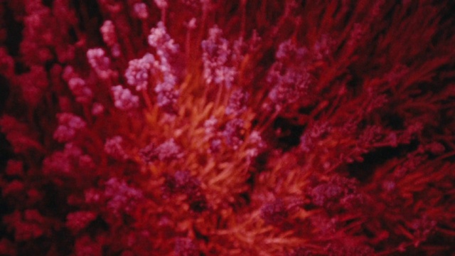 Video Reference: Plant, Tree, Petal, Wood, Terrestrial plant, Magenta, Art, Flower, Pattern, Peach