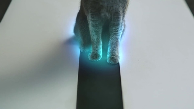 Video Reference: Carnivore, Gesture, Grey, Cat, Felidae, Tints and shades, Small to medium-sized cats, Whiskers, Foot, Electric blue