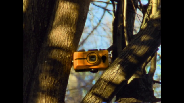 Video Reference: Automotive lighting, Sky, Branch, Wood, Plant, Trunk, Twig, Fawn, Grass, Tints and shades