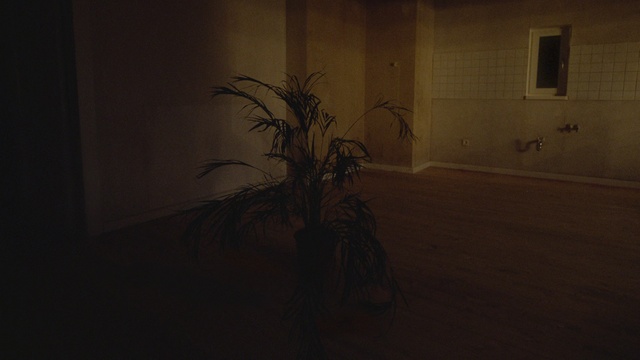 Video Reference: Plant, Window, Building, Wood, Door, Houseplant, Terrestrial plant, House, Twig, Tints and shades