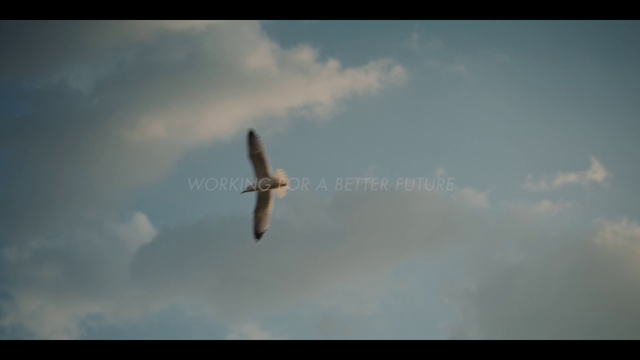 Video Reference: Cloud, Sky, Bird, Atmosphere, Beak, Wing, Cumulus, Accipitriformes, Bird of prey, Falcon