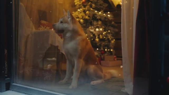 Video Reference: Window, Dog, Dog breed, Felidae, Carnivore, Small to medium-sized cats, Christmas tree, Fawn, Wood, Tree