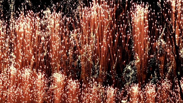 Video Reference: Plant, Vegetation, Water, Fireworks, Font, Line, Event, Celebrating, Grass, Tree
