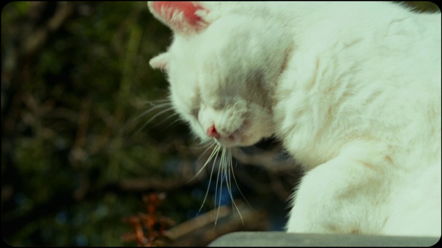 Video Reference: Cat, Felidae, Carnivore, Small to medium-sized cats, Fawn, Whiskers, Terrestrial animal, Grass, Tail, Domestic short-haired cat