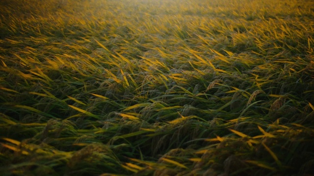 Video Reference: Plant, Water, Ecoregion, Natural environment, Natural landscape, Sunlight, Underwater, Grass, Grassland, Morning