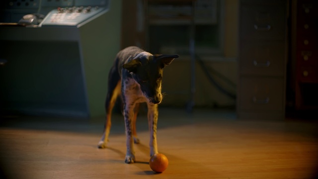 Video Reference: Dog, Dog breed, Carnivore, Wood, Fawn, Companion dog, Dog agility, Flooring, Snout, Tail